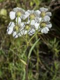 Achillea ptarmicifolia