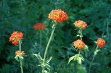 Lychnis chalcedonica