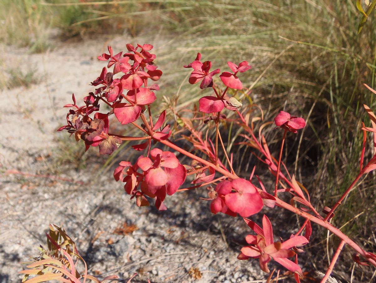 Image of genus Euphorbia specimen.