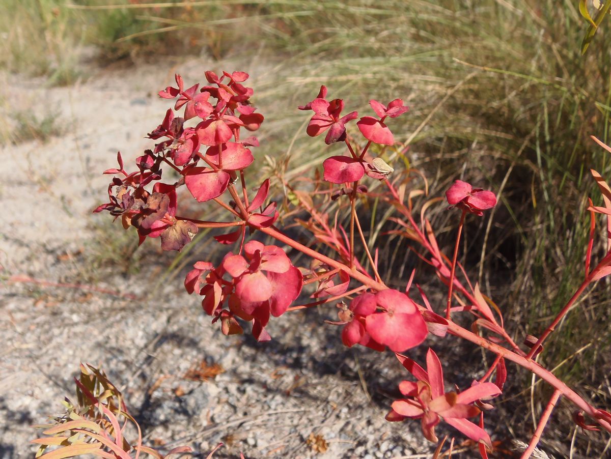 Изображение особи род Euphorbia.