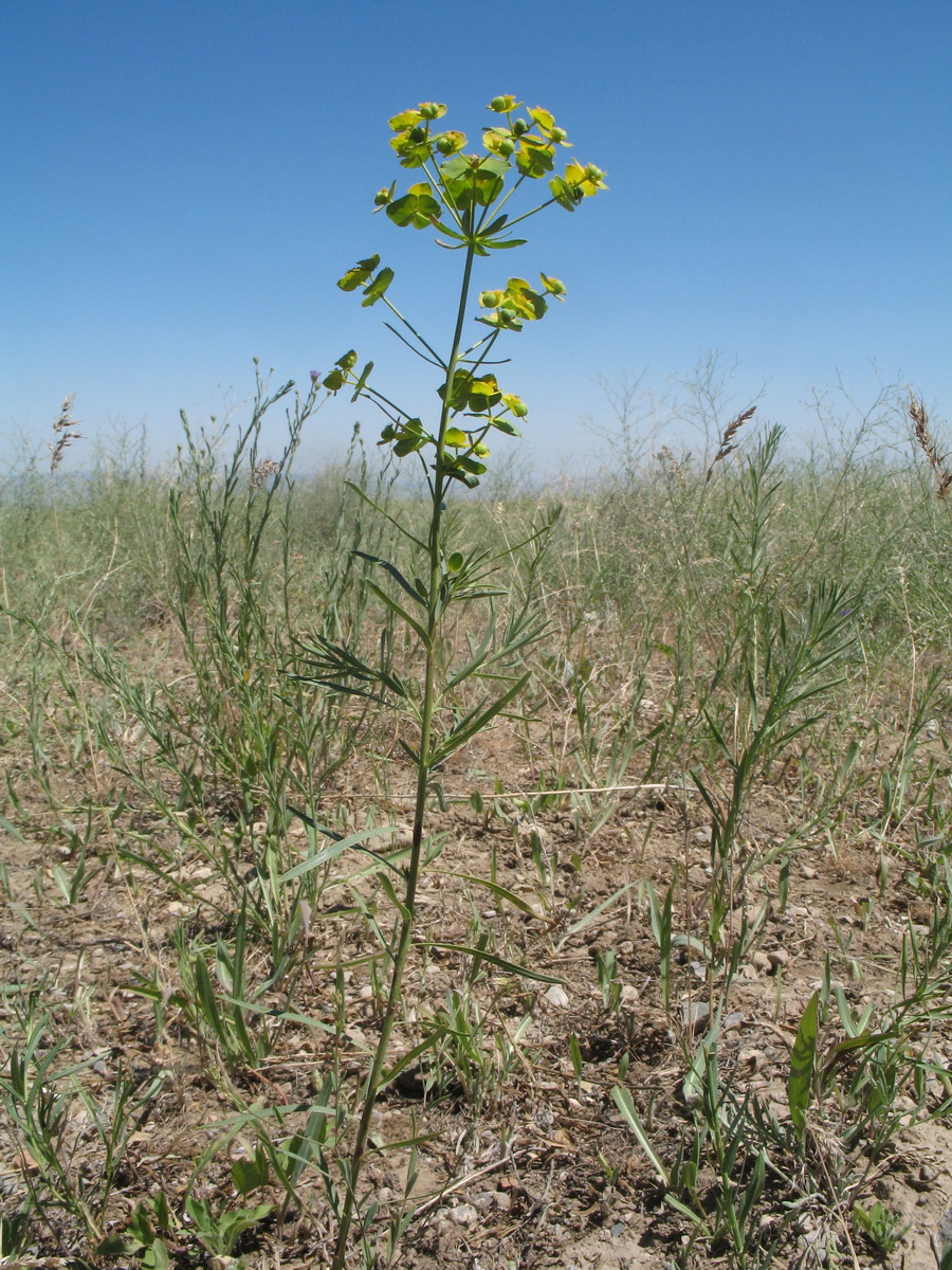 Image of Euphorbia jaxartica specimen.