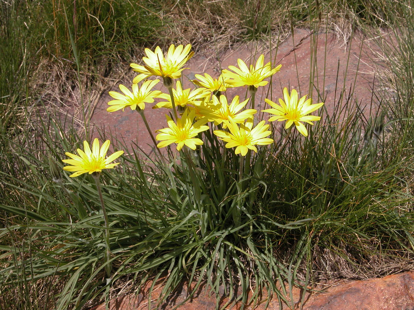 Изображение особи род Tragopogon.