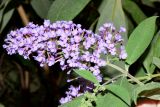 Buddleja davidii