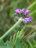 Oxytropis deflexa