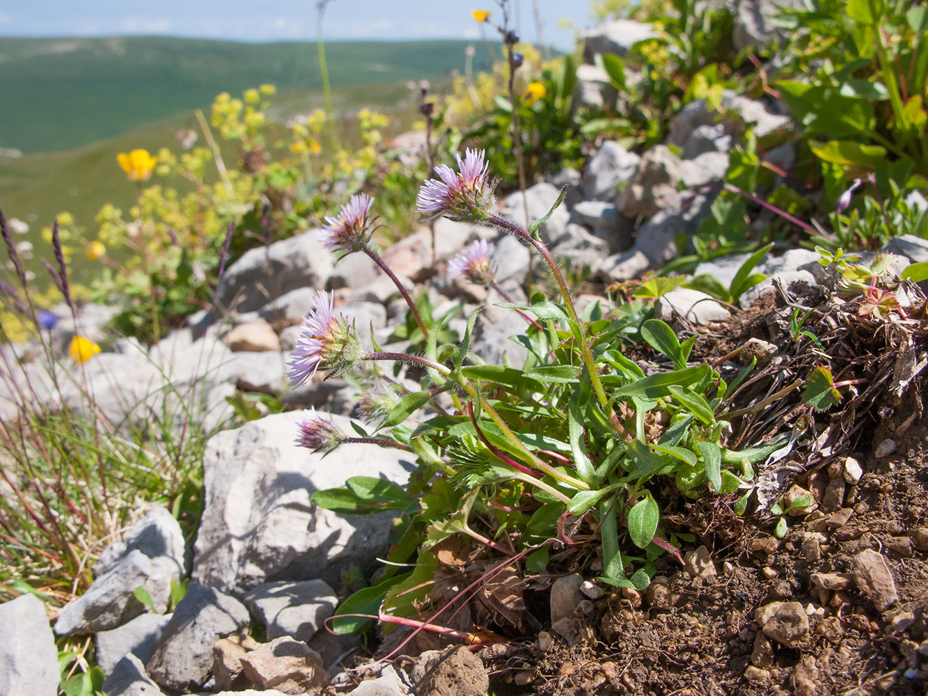 Image of Erigeron alpinus specimen.