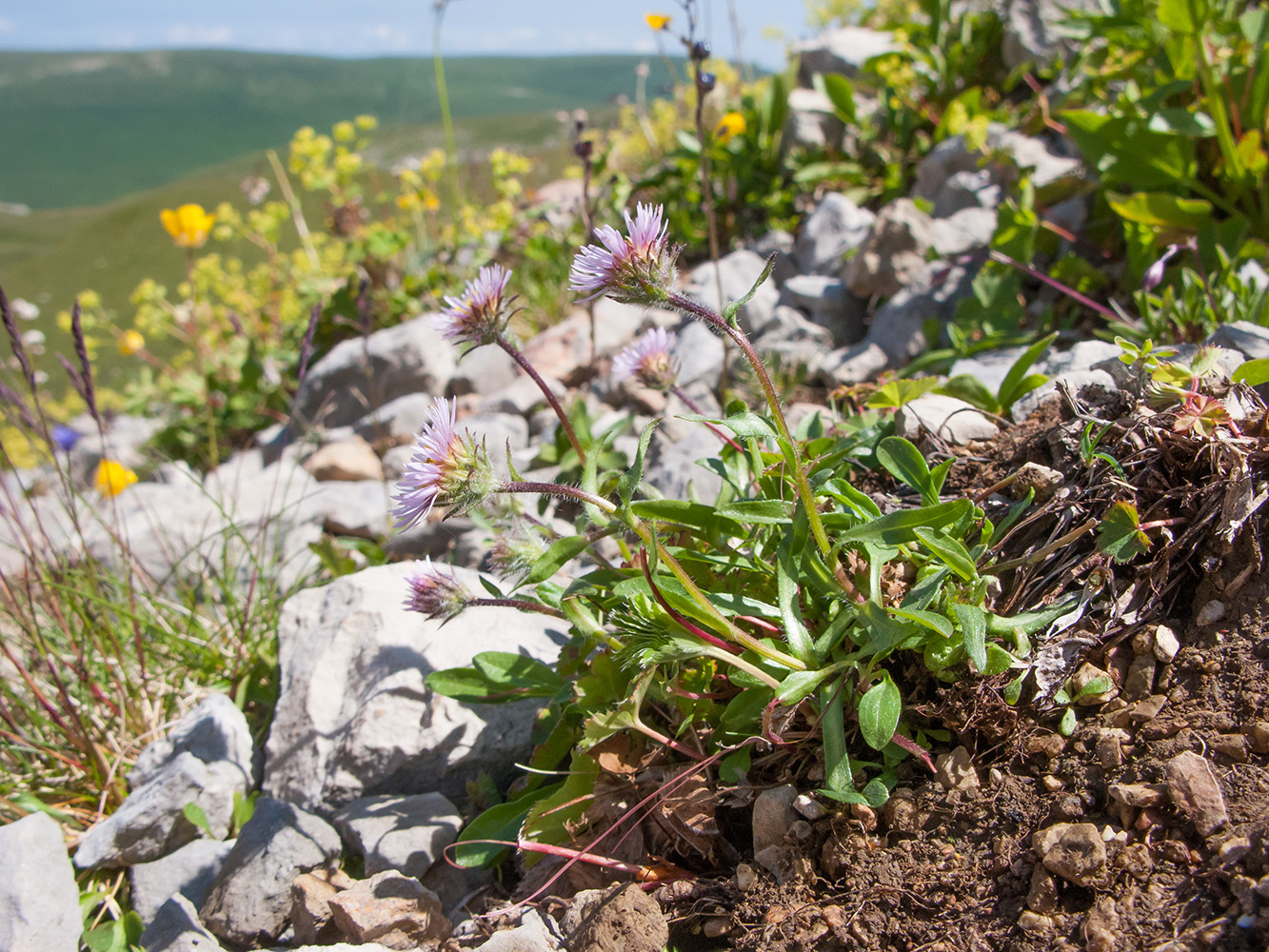 Изображение особи Erigeron alpinus.