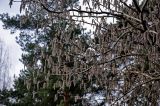 Populus tremula