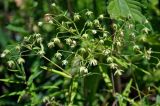 Stellaria holostea. Верхушка плодоносящего растения. Московская обл., окр. г. Железнодорожный, опушка смешанного леса. 22.06.2020.