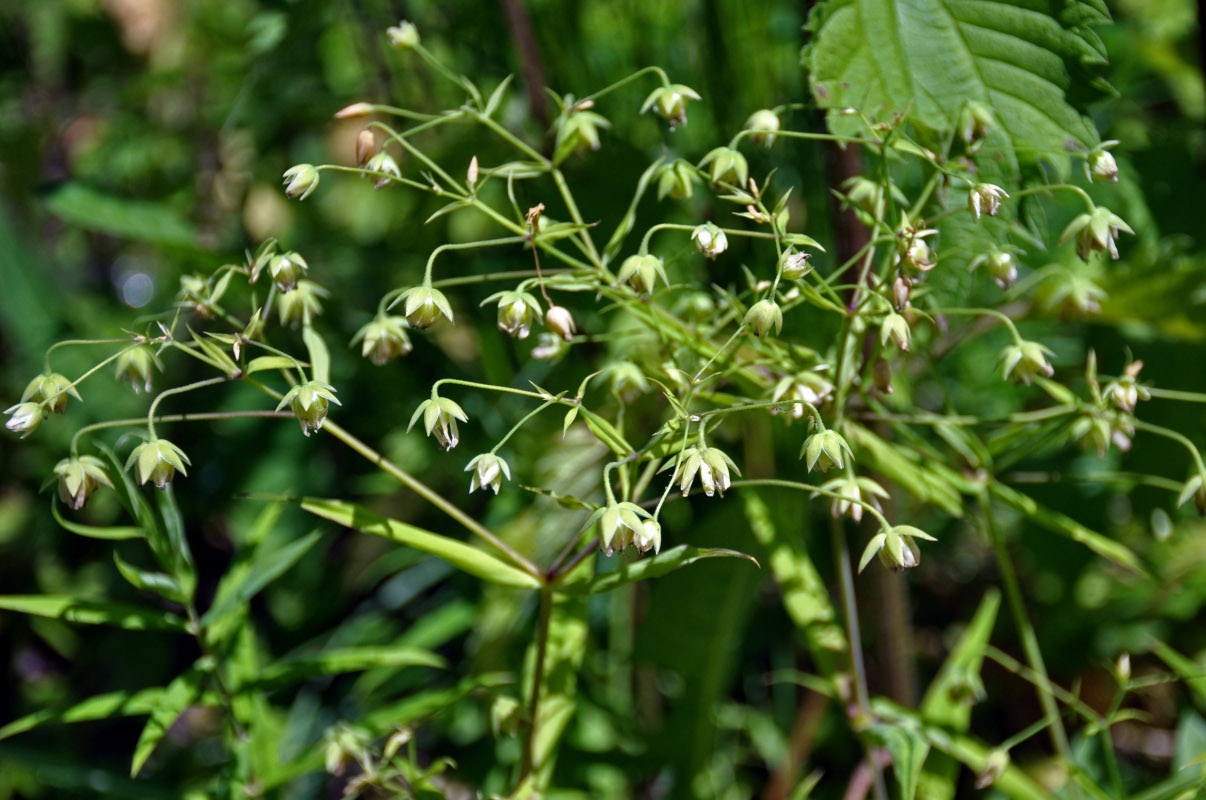 Image of Stellaria holostea specimen.