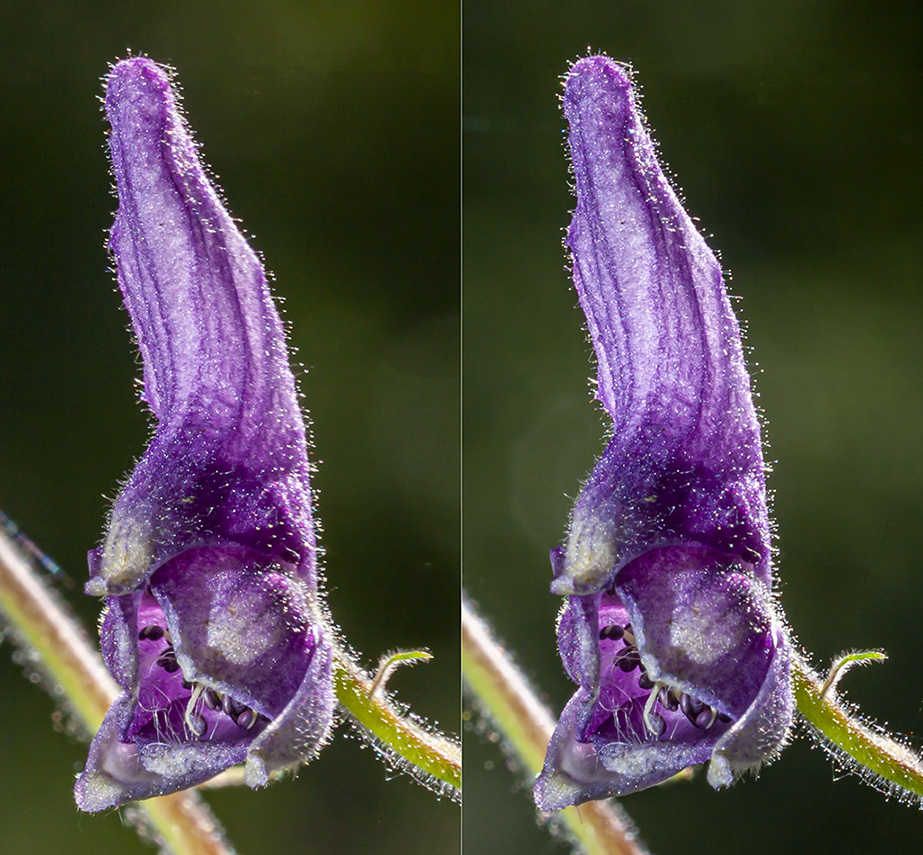 Изображение особи Aconitum septentrionale.