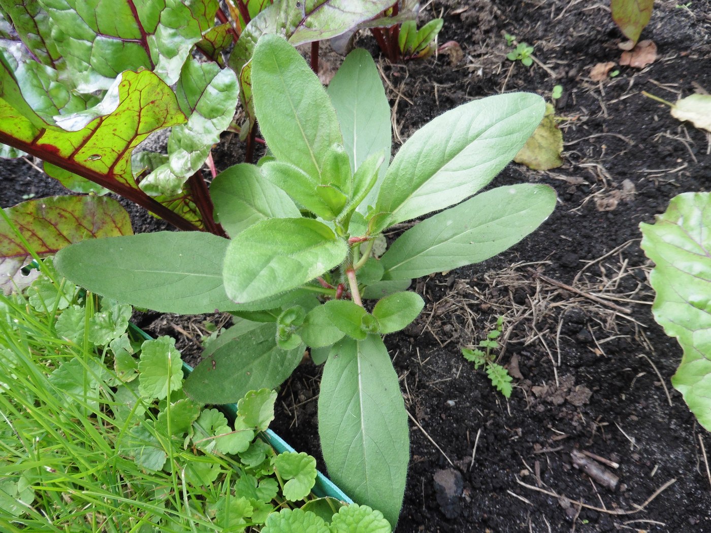 Изображение особи род Oenothera.