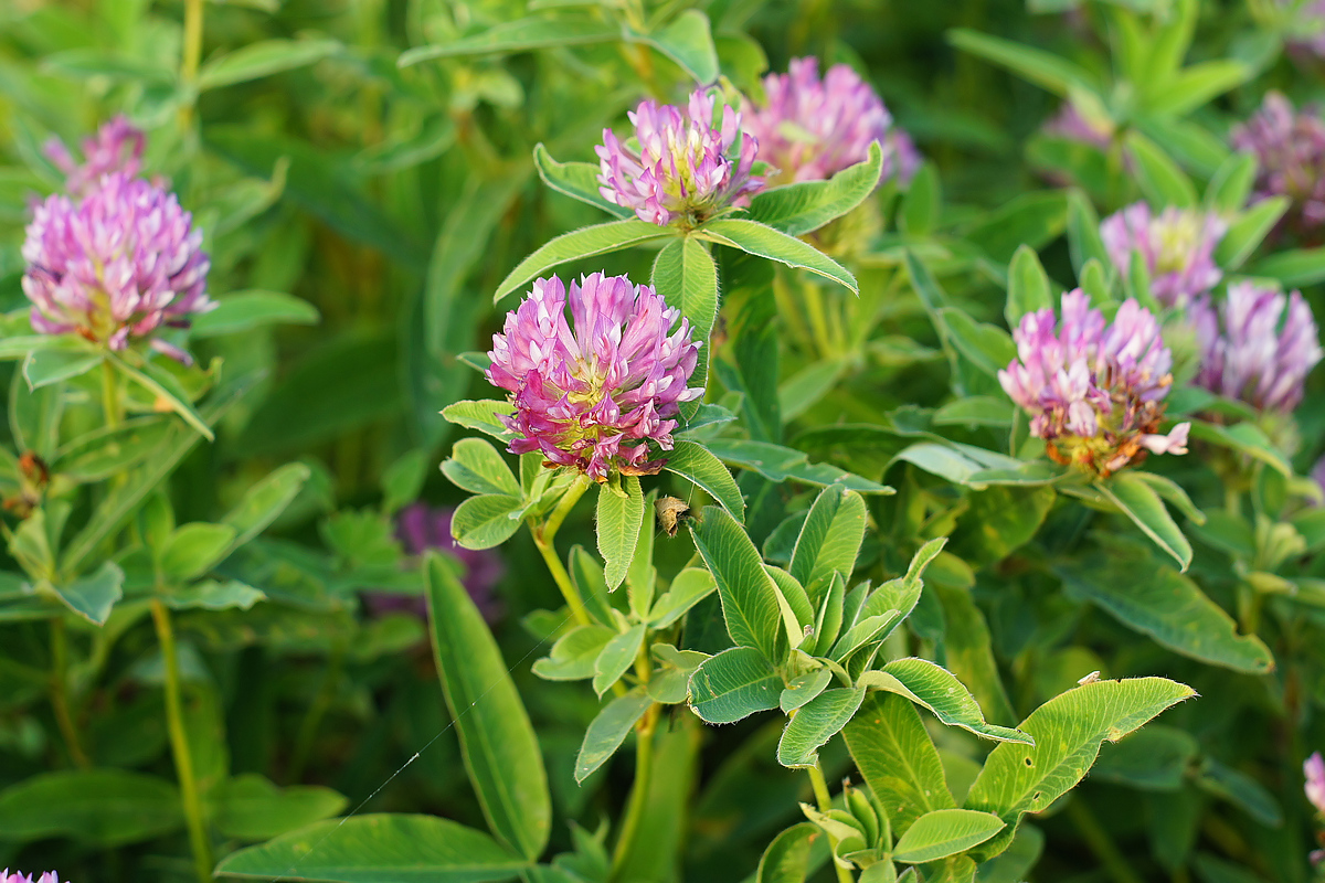 Image of Trifolium medium specimen.