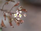 Capsella bursa-pastoris. Цветки, бутоны и плоды. Перу, регион Куско, археологический комплекс \"Писак\", центральная часть комплекса, в щели каменной кладки. 12.10.2019.