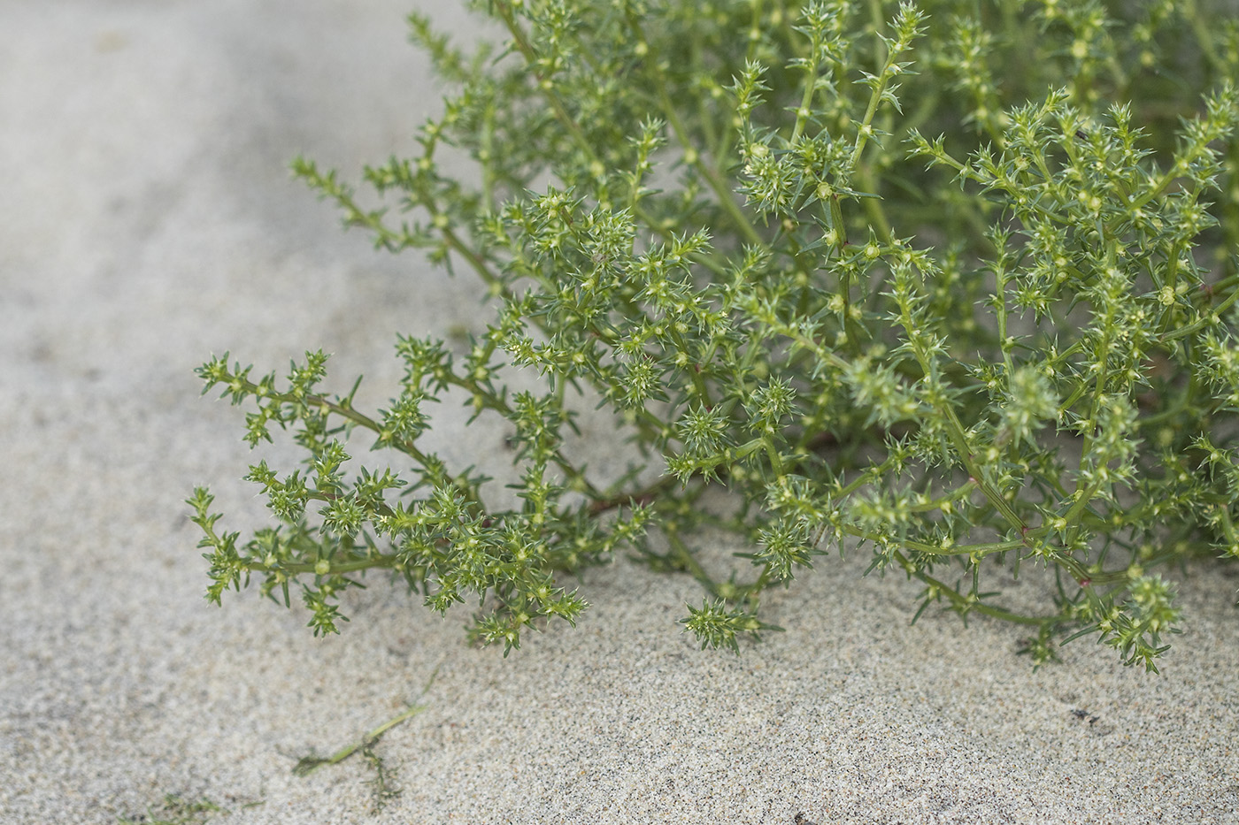 Image of Salsola kali specimen.