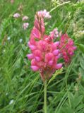 Onobrychis biebersteinii