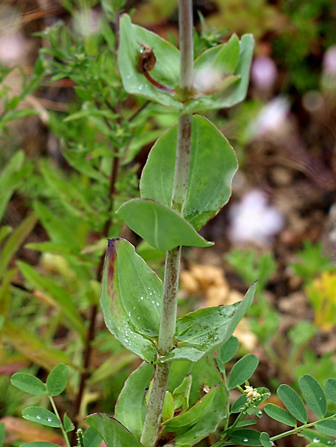 Image of Gypsophila pacifica specimen.
