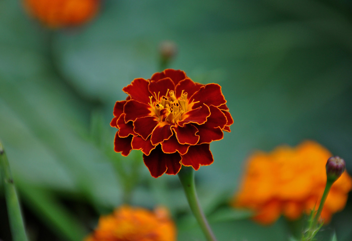 Image of Tagetes patula specimen.