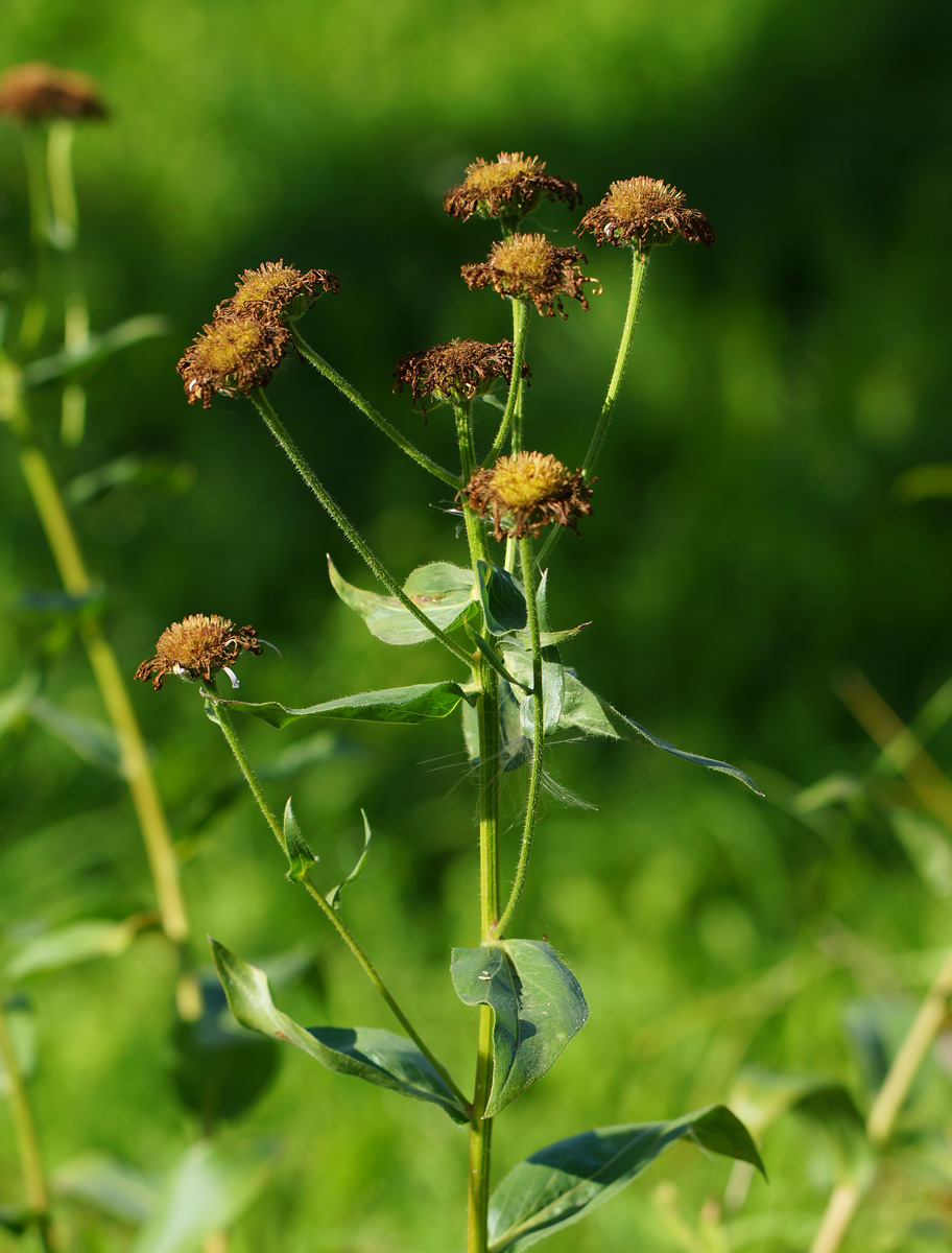 Image of Erigeron speciosus specimen.