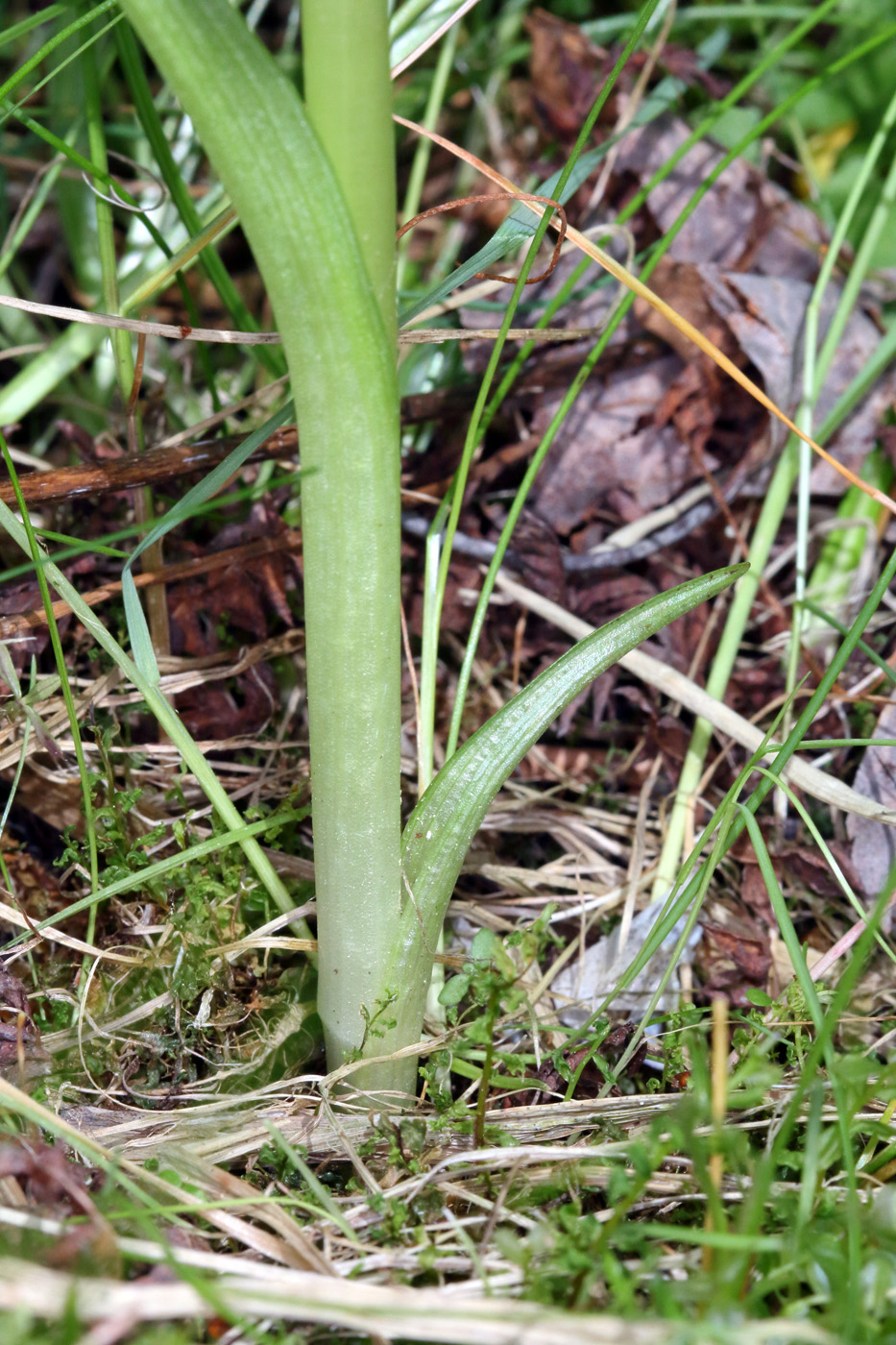 Изображение особи Dactylorhiza traunsteineri.