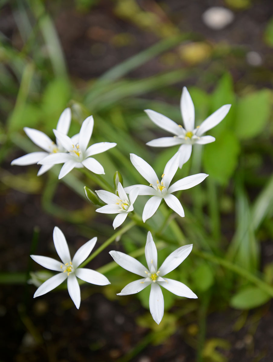 Изображение особи род Ornithogalum.