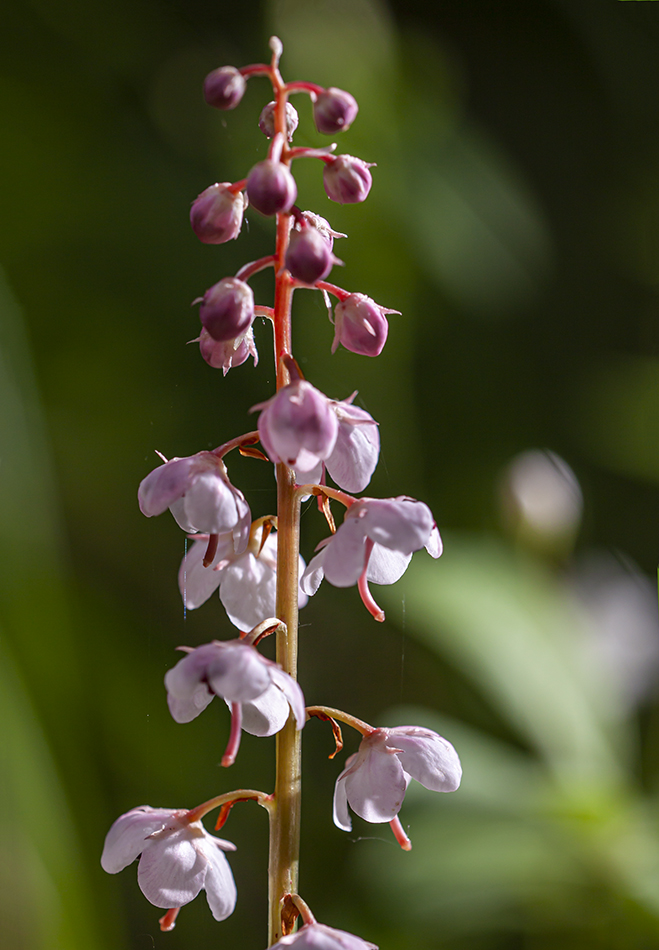 Image of Pyrola incarnata specimen.