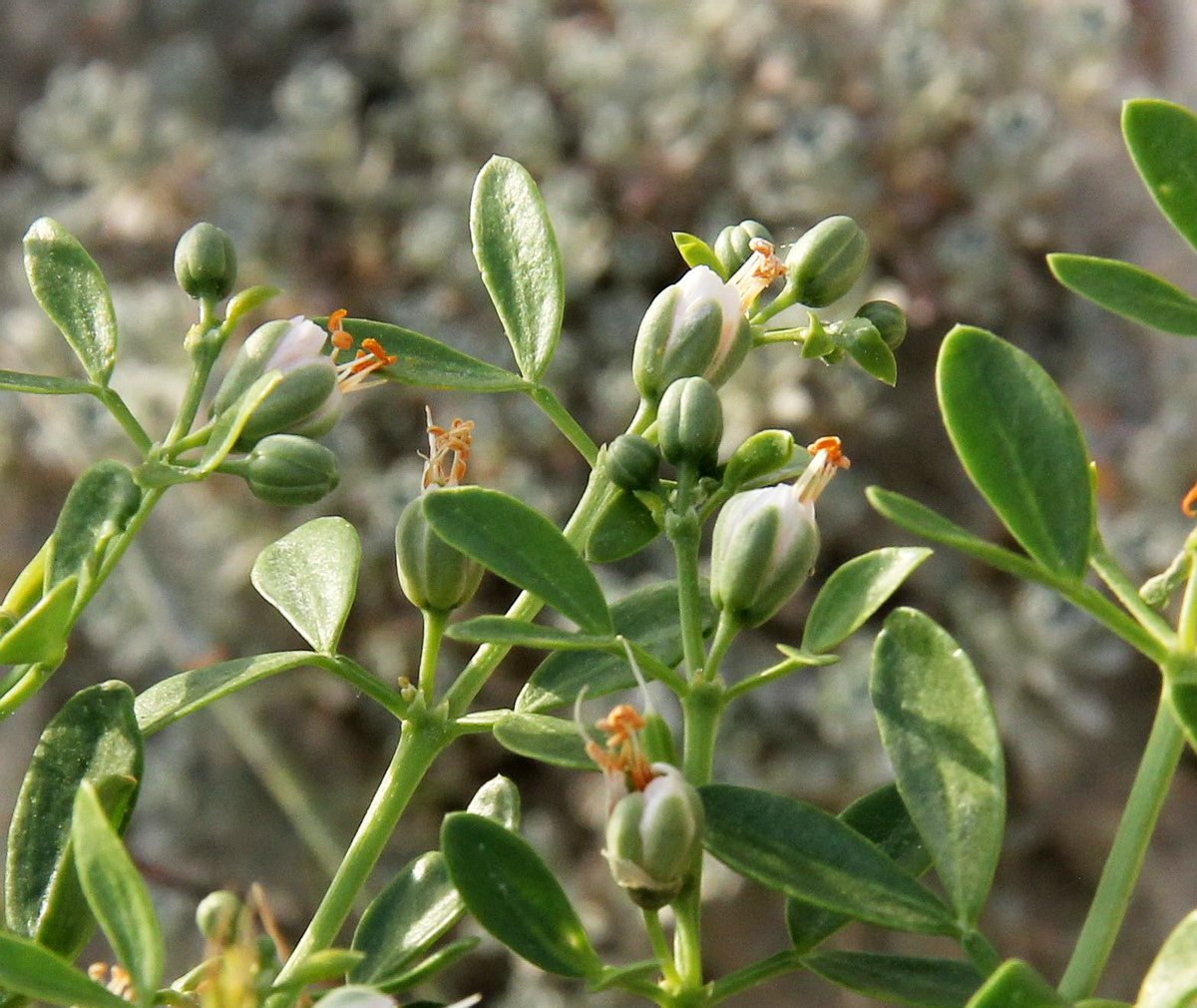 Image of Zygophyllum fabago specimen.