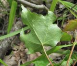 Acer cappadocicum