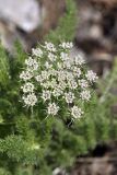 Schrenkia golickeana