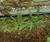 Asplenium trichomanes. Вегетирующие растения. Краснодарский край, окр. г. Сочи, Тисо-самшитовая роща, скальный склон возле пешеходной дорожки. 13.07.2019.