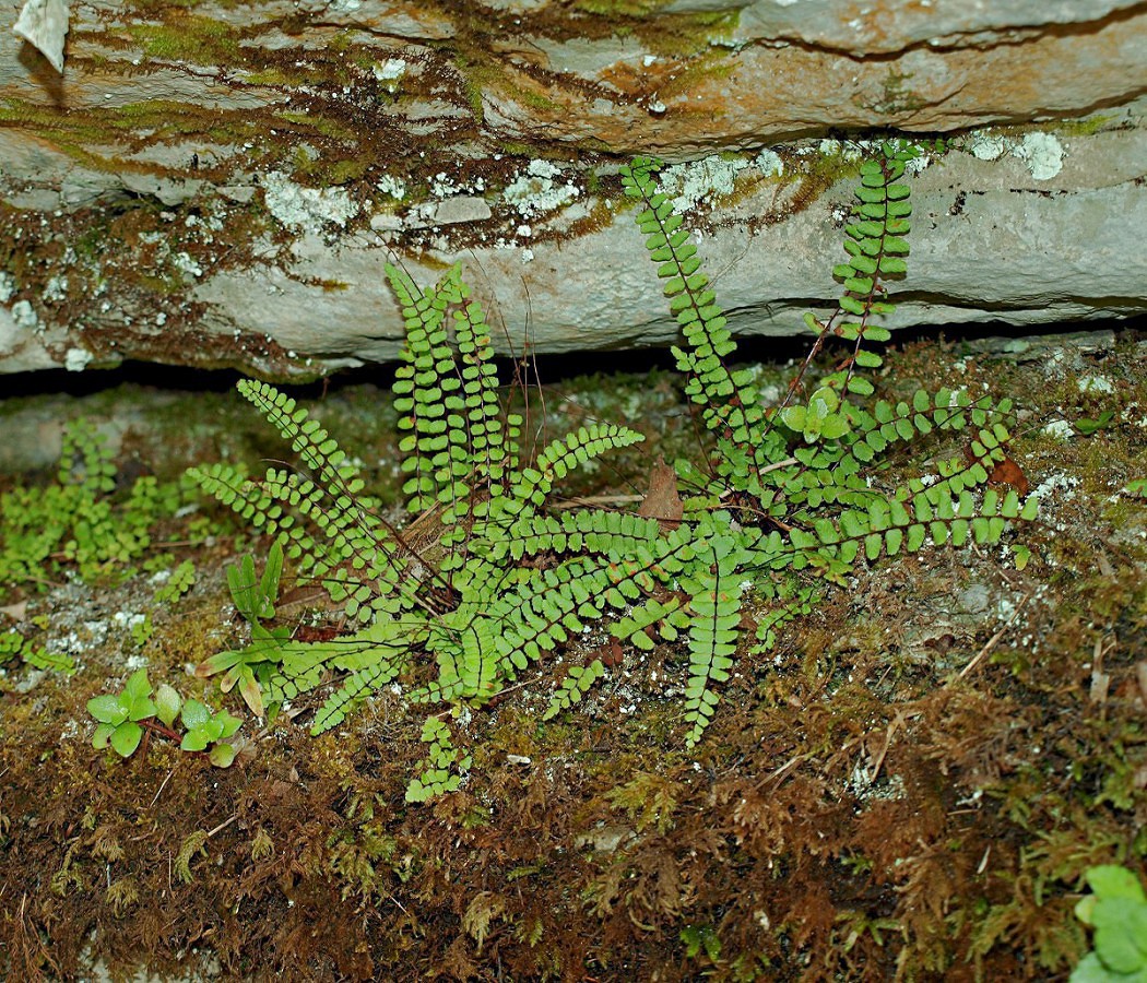 Изображение особи Asplenium trichomanes.