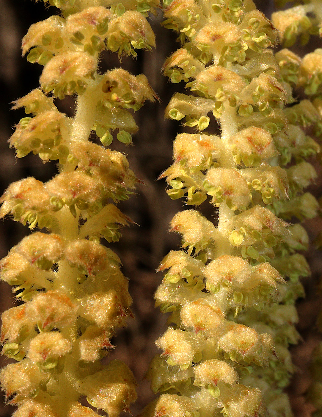 Image of Corylus avellana specimen.