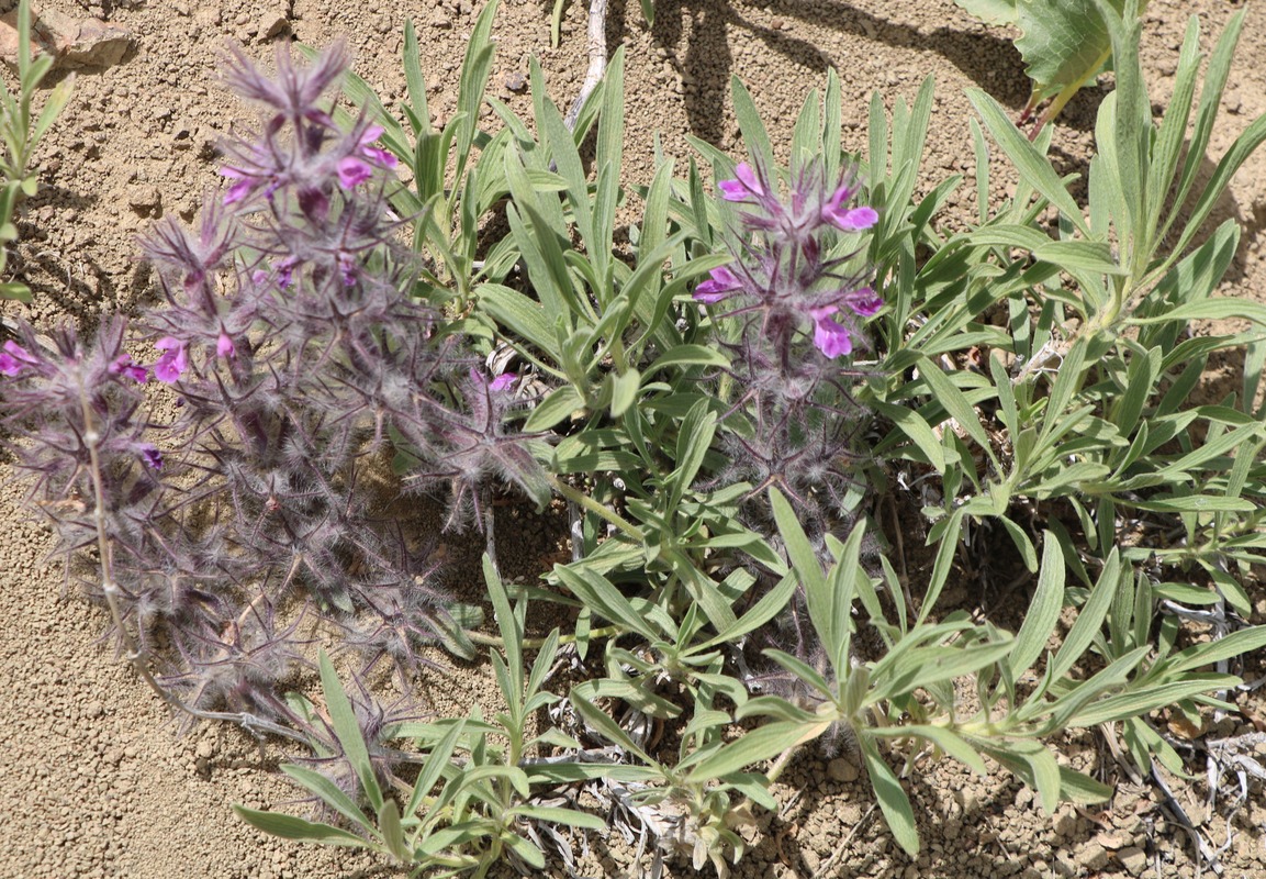 Image of Stachys lavandulifolia specimen.