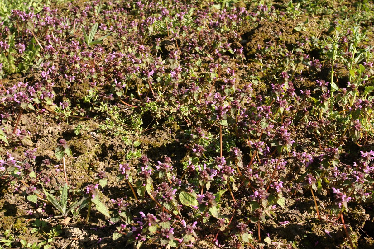 Изображение особи Lamium purpureum.