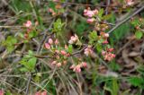 род Malus