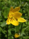 Tulipa sylvestris. Аномальный 7-членный цветок. Санкт-Петербург, Старый Петергоф, парк \"Сергиевка\", цветник с элементами рокария и альпийской горки. 29.05.2021.