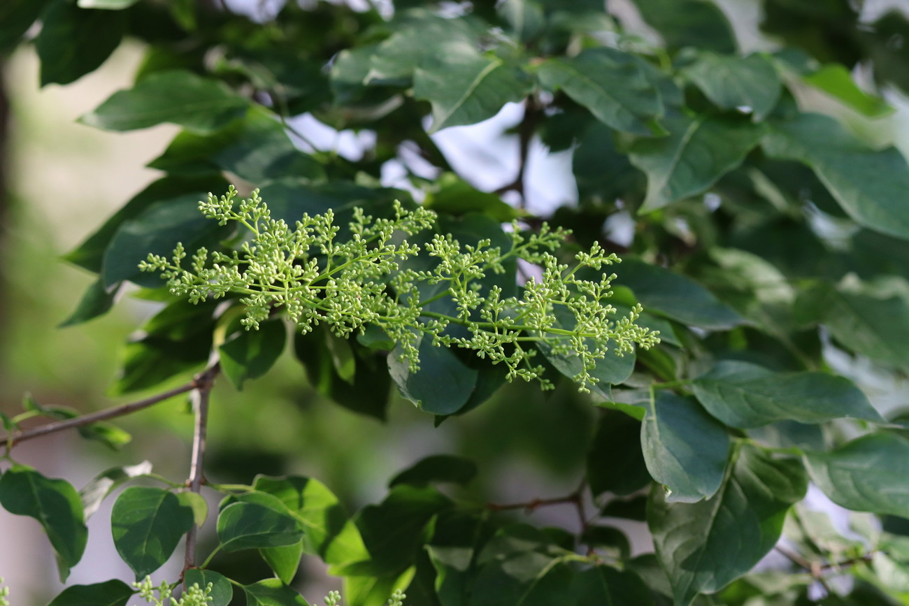 Изображение особи Syringa amurensis.