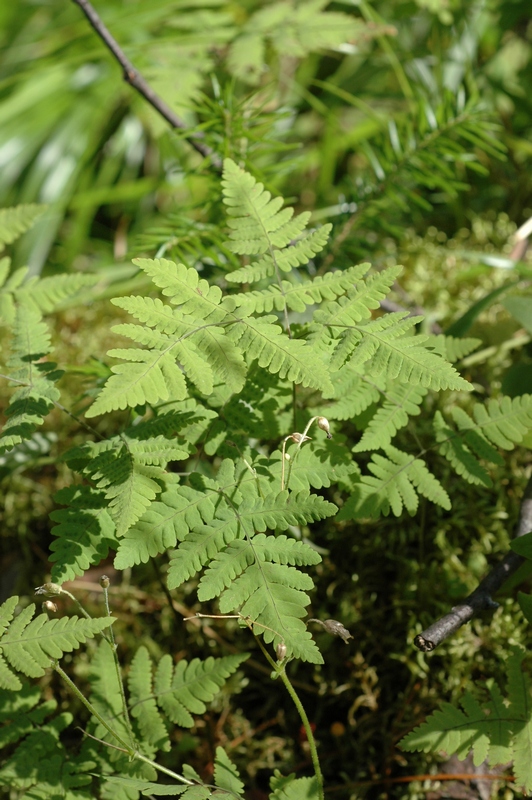 Изображение особи Gymnocarpium dryopteris.