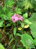 Dianthus barbatus. Цветущее растение в сообществе Tussilago farfara, Impatiens glandulifera, Artemisia vulgaris. Санкт-Петербург, Красносельский р-н, окр. ост. \"СК «Атлантика»\", у свалки. 01.07.2021.