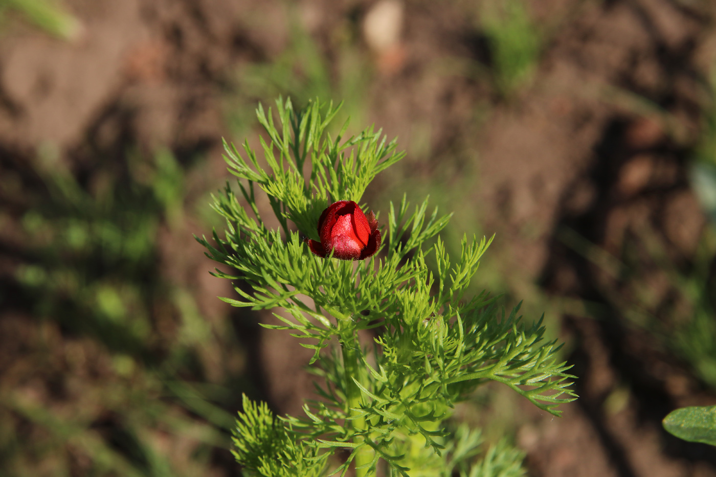 Image of Adonis flammea specimen.