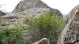 Jasminum fruticans
