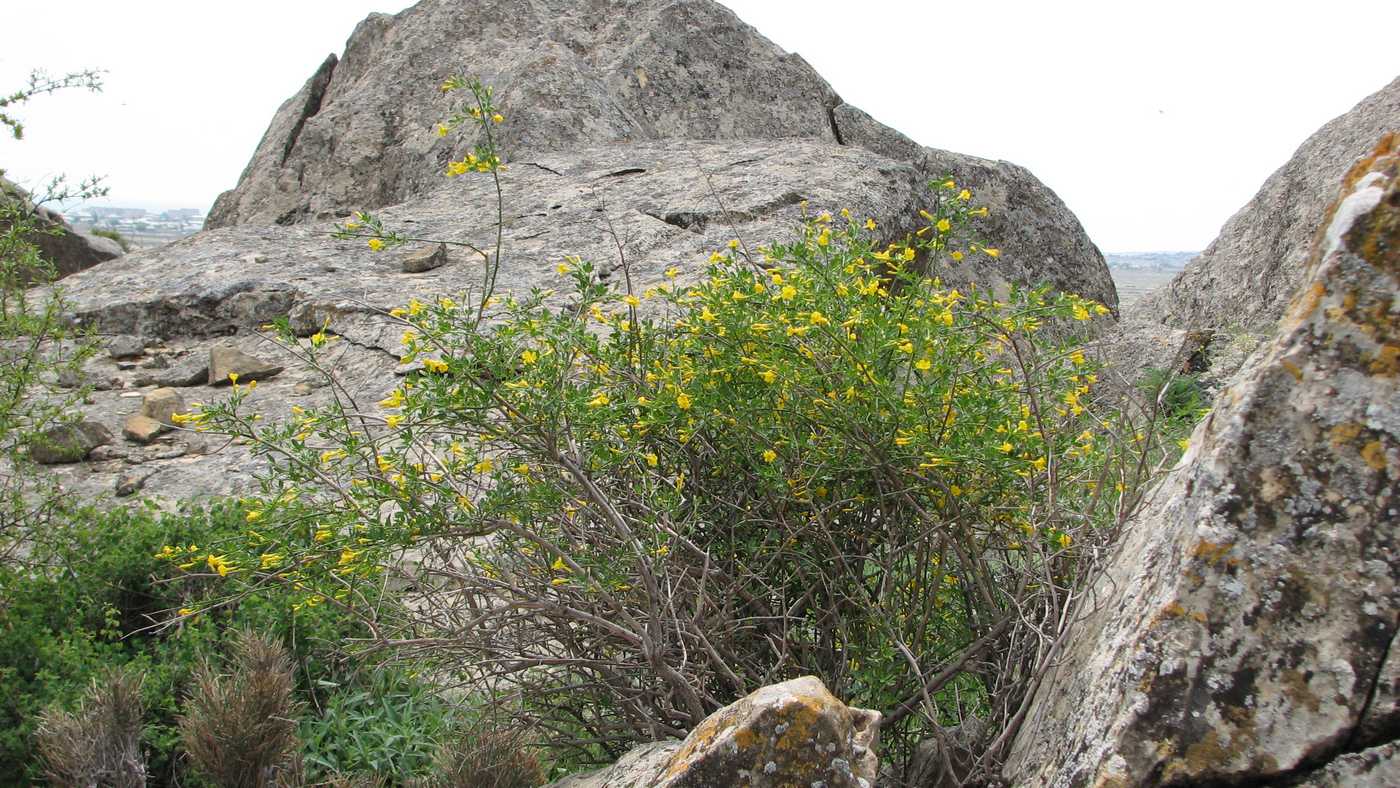 Image of Jasminum fruticans specimen.