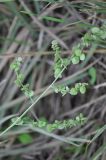 Atriplex oblongifolia