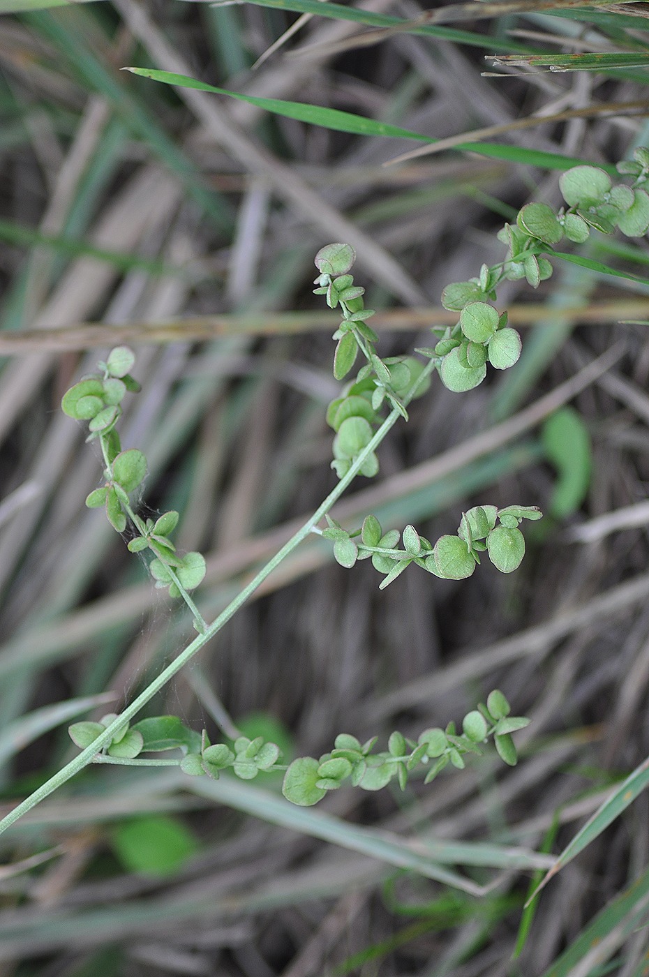 Изображение особи Atriplex oblongifolia.