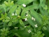 Galium triflorum