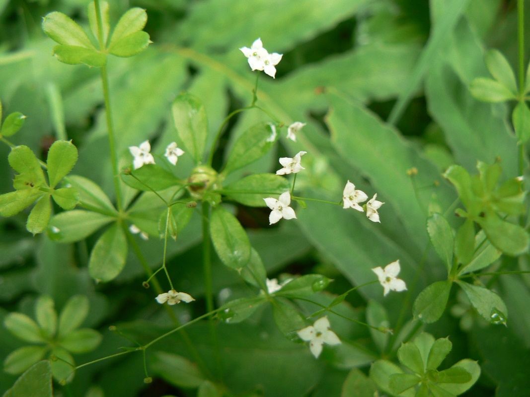 Изображение особи Galium triflorum.