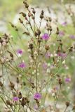 Centaurea sterilis. Верхушка цветущего и плодоносящего растения. Крым, природный парк регионального значения «Белая скала», меловой склон. 11 августа 2021 г.