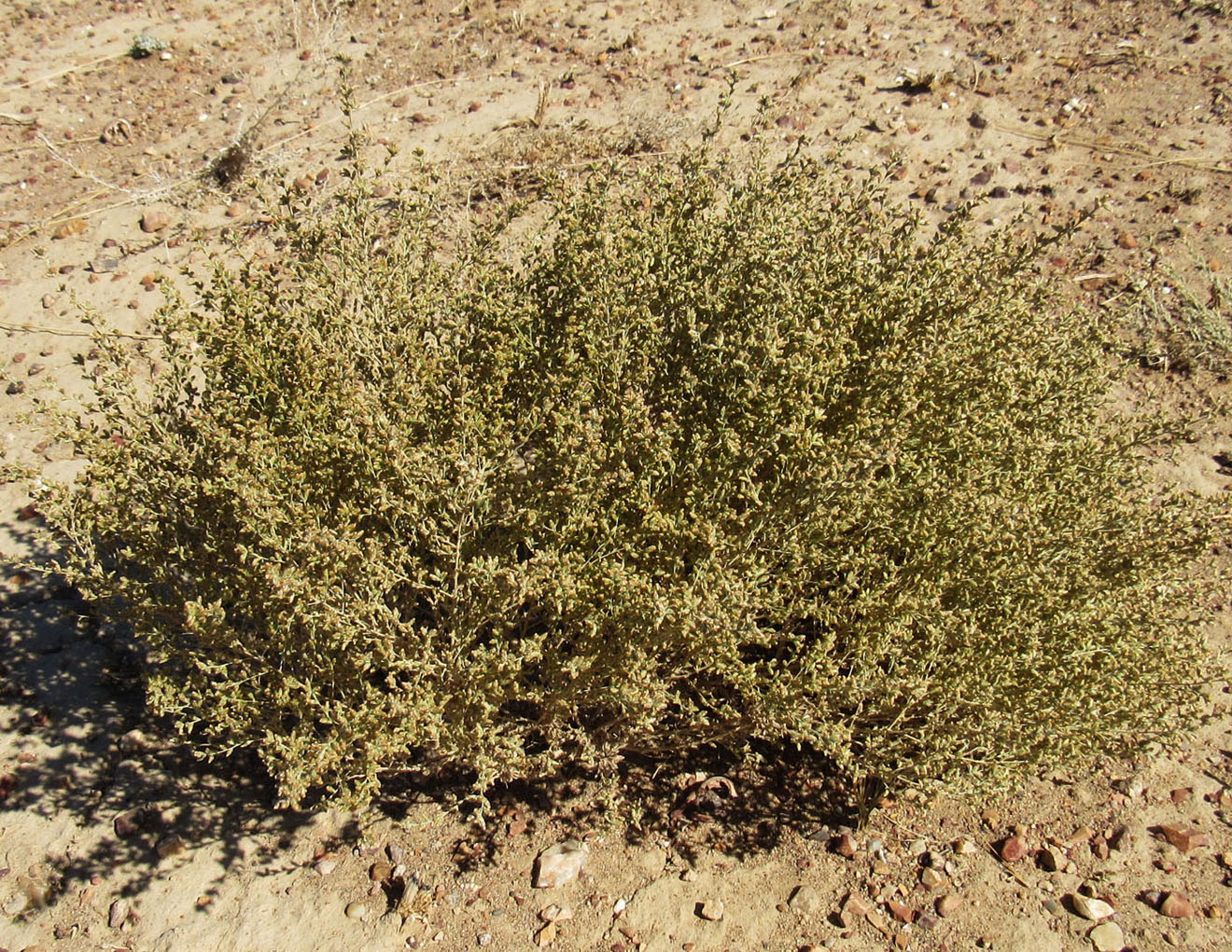 Image of genus Artemisia specimen.