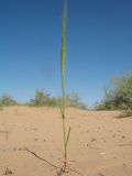 Hordeum spontaneum