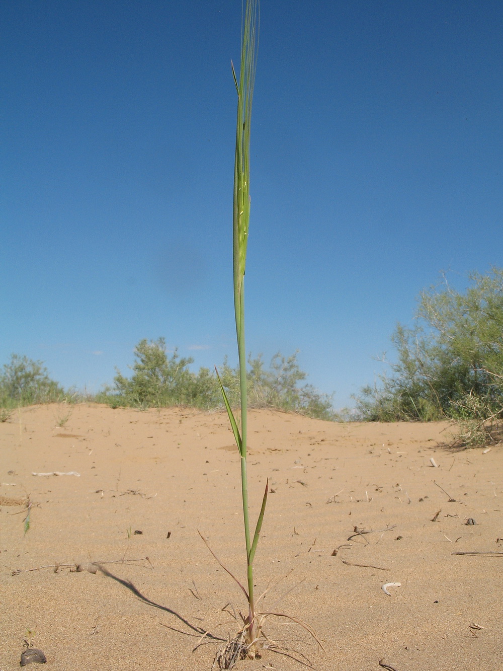 Изображение особи Hordeum spontaneum.