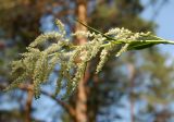 Aconogonon alpinum. Соцветие. Республика Алтай, Чемальский р-н, закустаренный смешанный лес в низкогорьях на высоте около 600 м н.у.м. 20.06.2010.